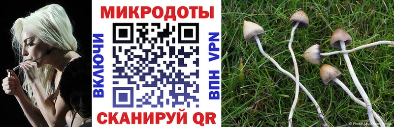 купить Жуковский Псилоцибиновые грибы Psilocybine cubensis